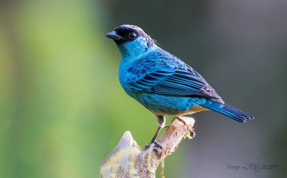 Golden-naped Tanager - ML202984121