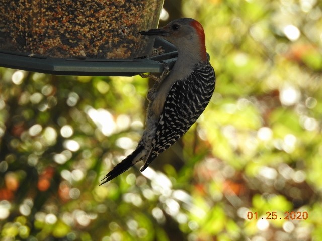 Red-bellied Woodpecker - ML202984601