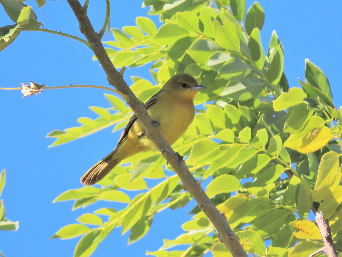 Orchard Oriole - ML202987761