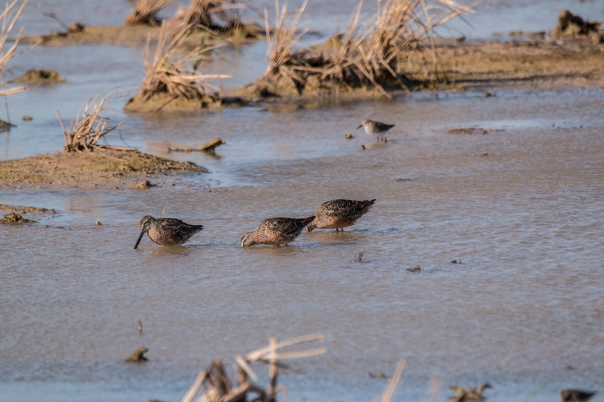 Long-billed Dowitcher - ML202989901
