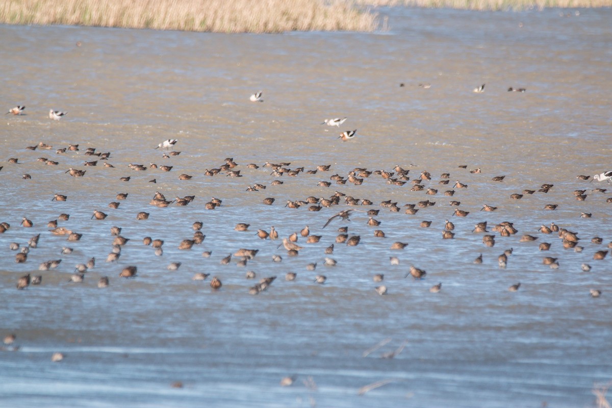 Long-billed Dowitcher - ML202989931