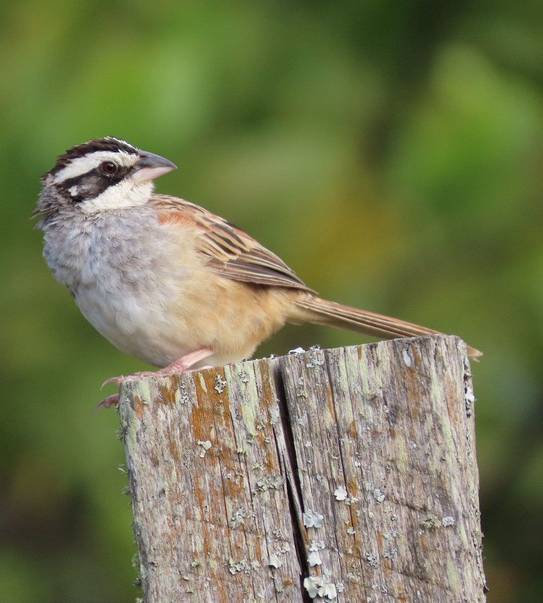 Stripe-headed Sparrow - ML202990011
