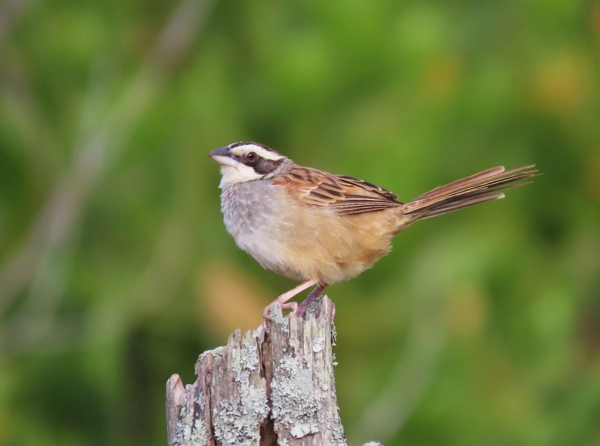 Stripe-headed Sparrow - ML202990501