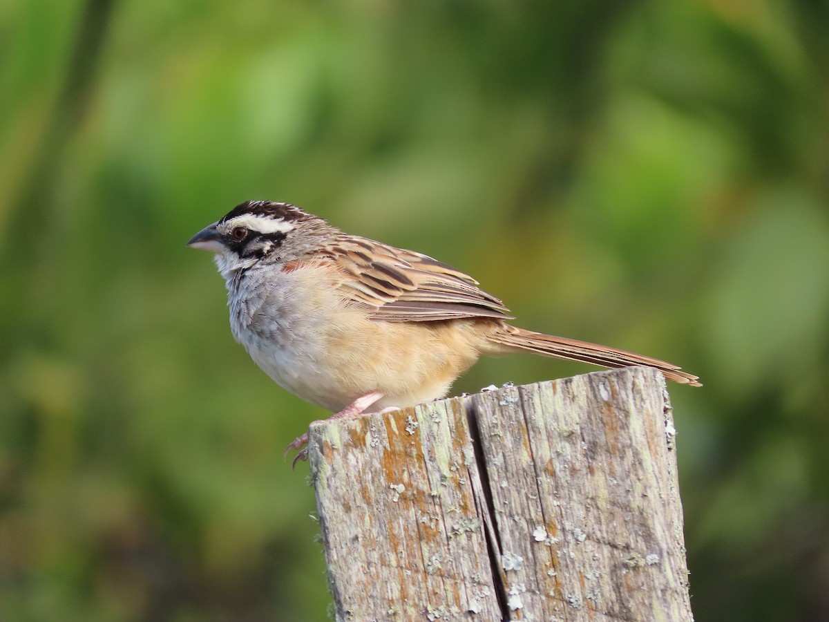 Stripe-headed Sparrow - ML202990521