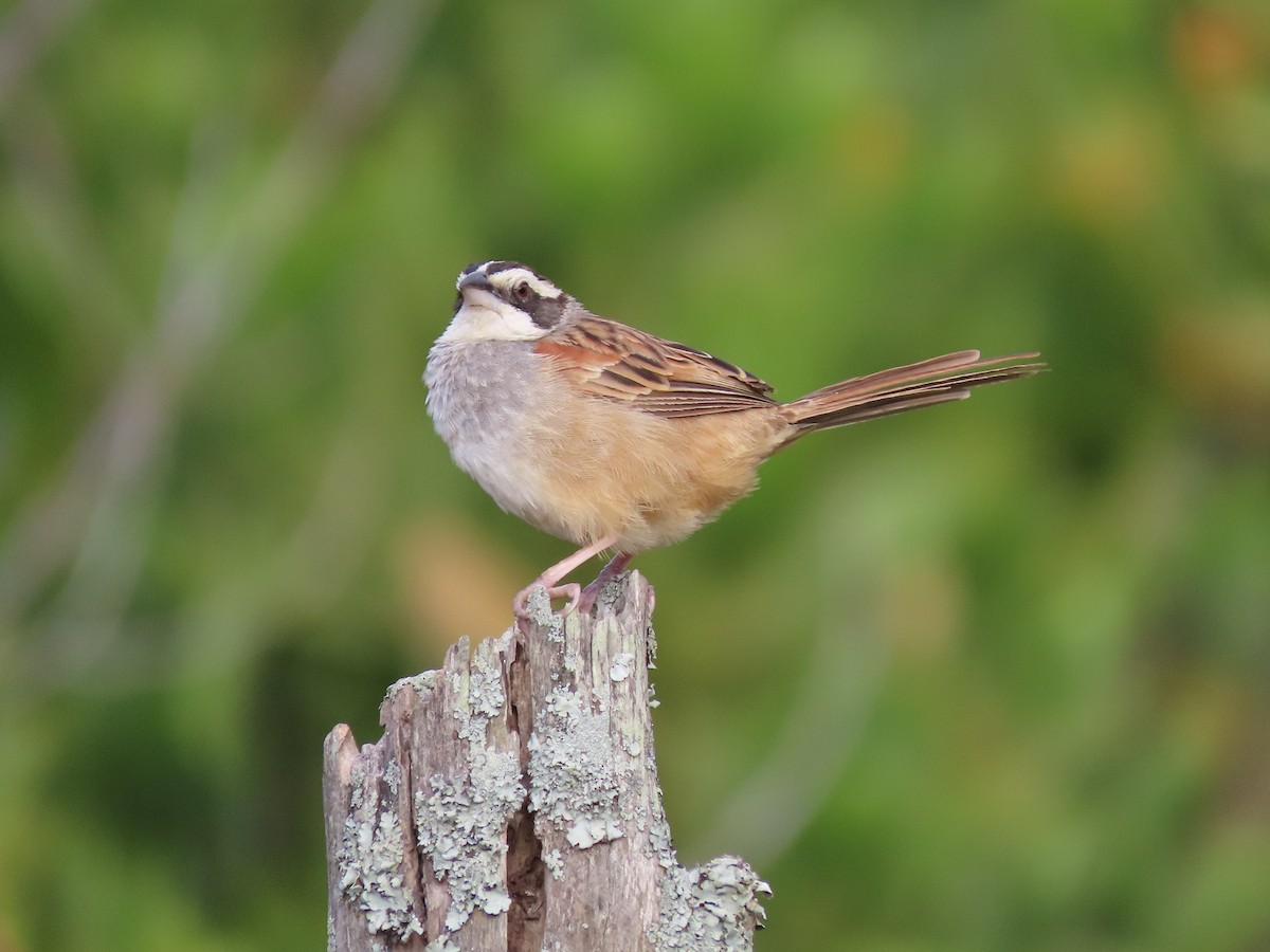 Stripe-headed Sparrow - ML202990591