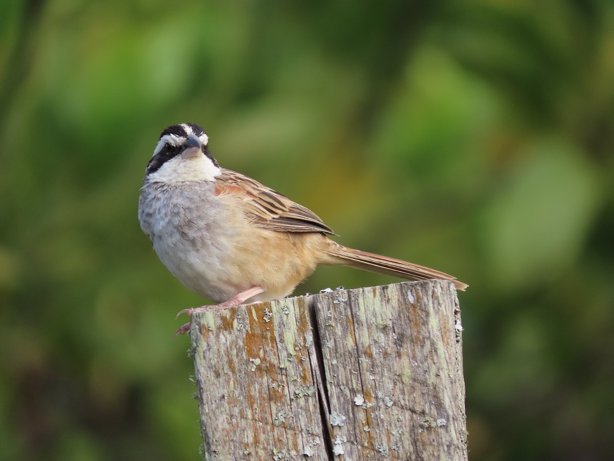 Stripe-headed Sparrow - ML202990631