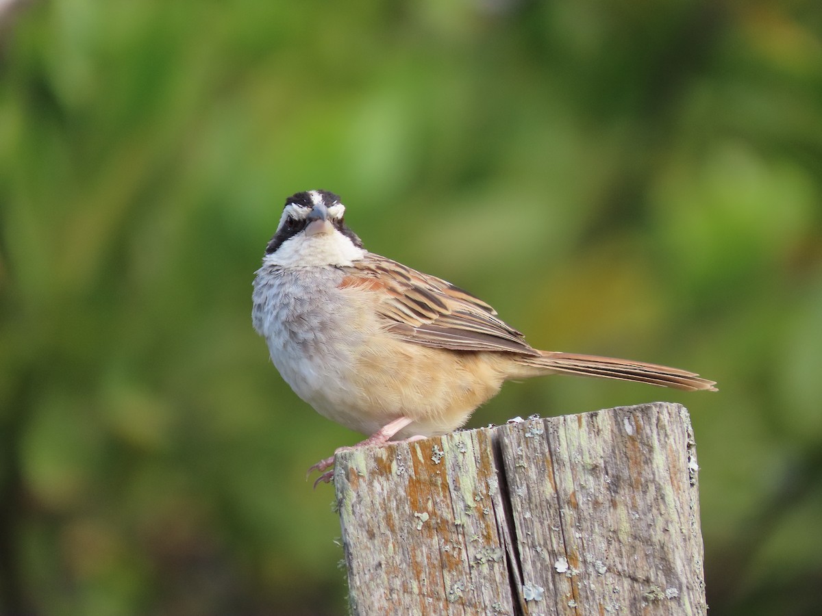 Stripe-headed Sparrow - ML202990691