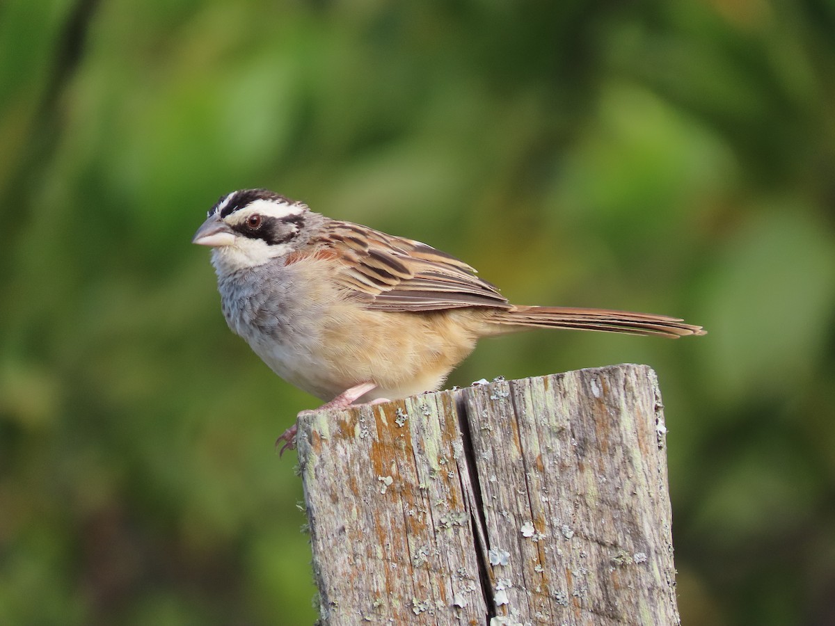 Stripe-headed Sparrow - ML202990741