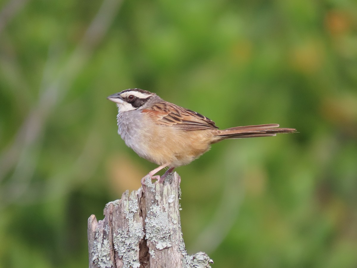 Stripe-headed Sparrow - ML202990801