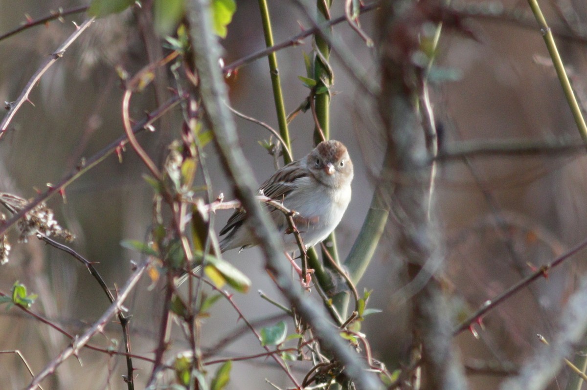 Field Sparrow - ML202990911