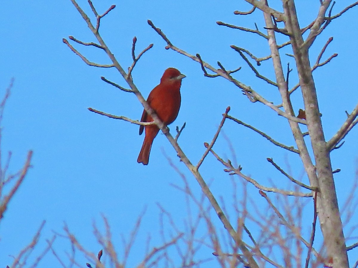Hepatic Tanager - Alfonso Auerbach