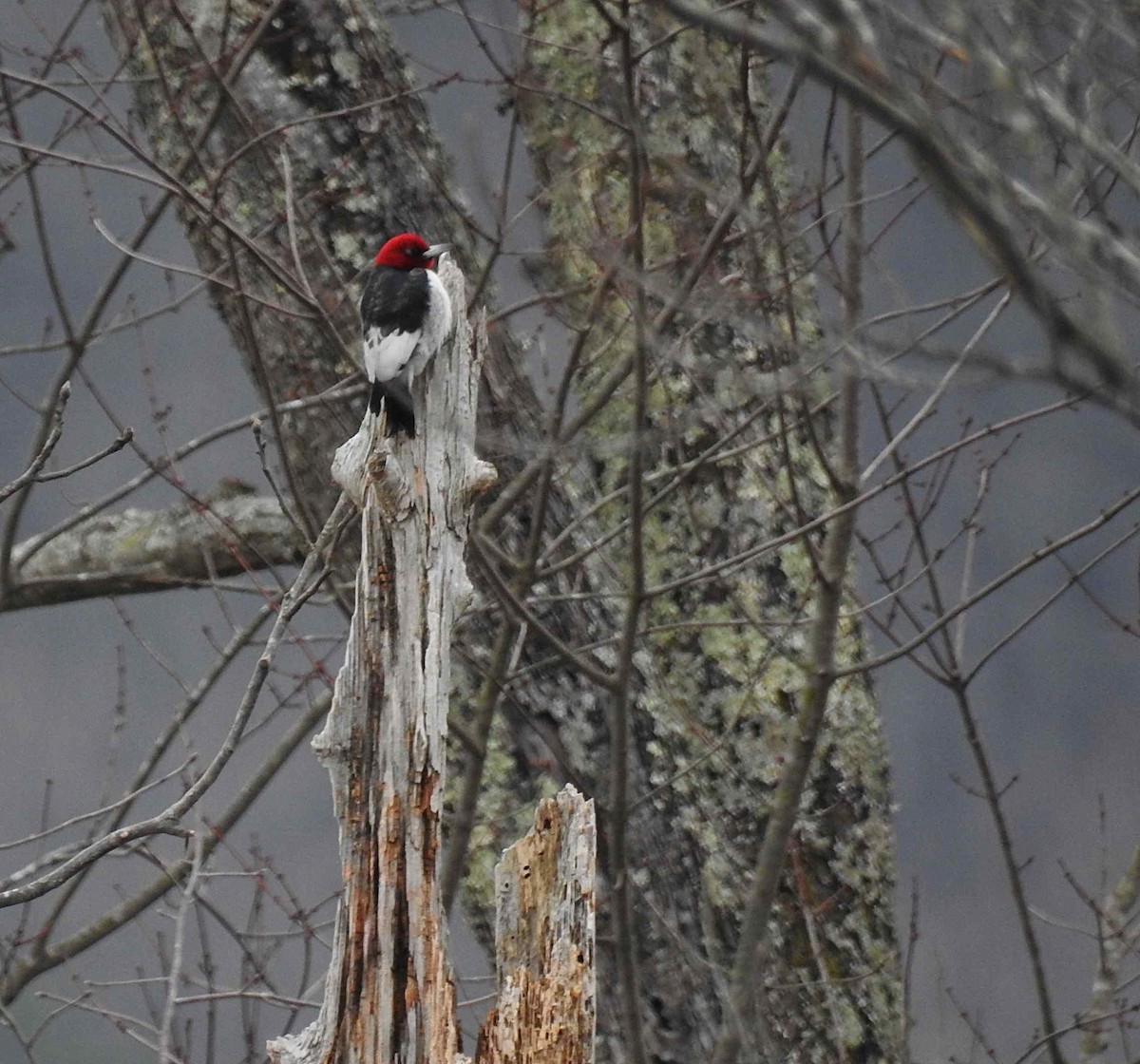 Red-headed Woodpecker - Roseanna Denton