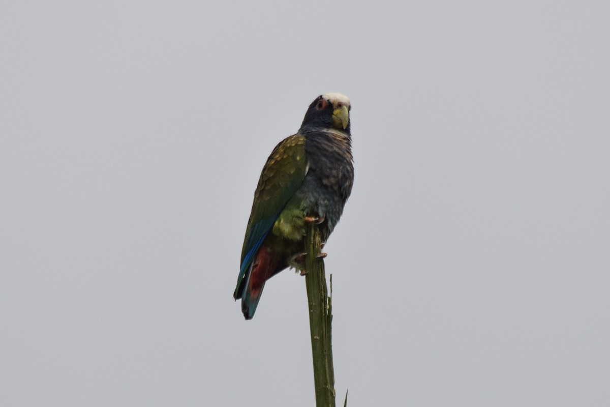 White-crowned Parrot - ML203000061