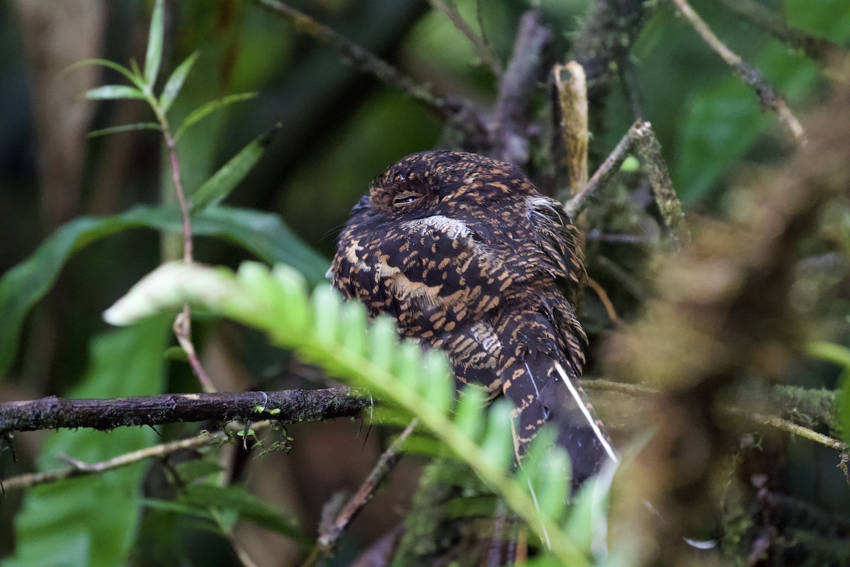 Swallow-tailed Nightjar - Lance Runion 🦤