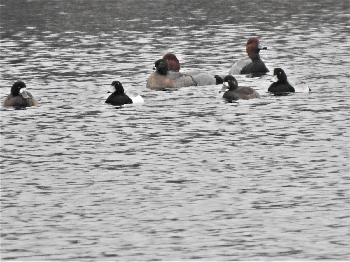 Greater Scaup - Susan Brauning