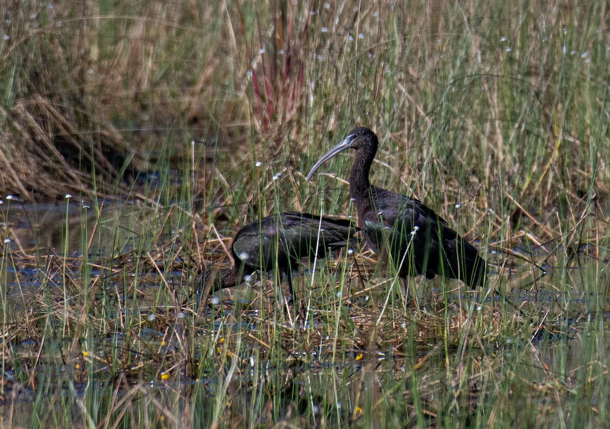 ibis hnědý - ML203002581