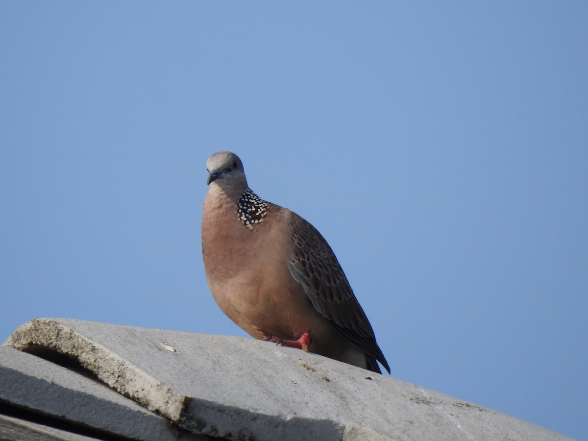 Spotted Dove - ML203003021