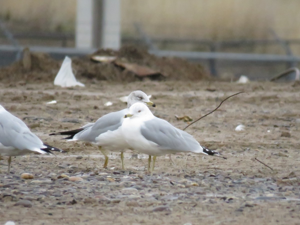 eBird Checklist 25 Jan 2020 Asotin County Regional Landfill 11