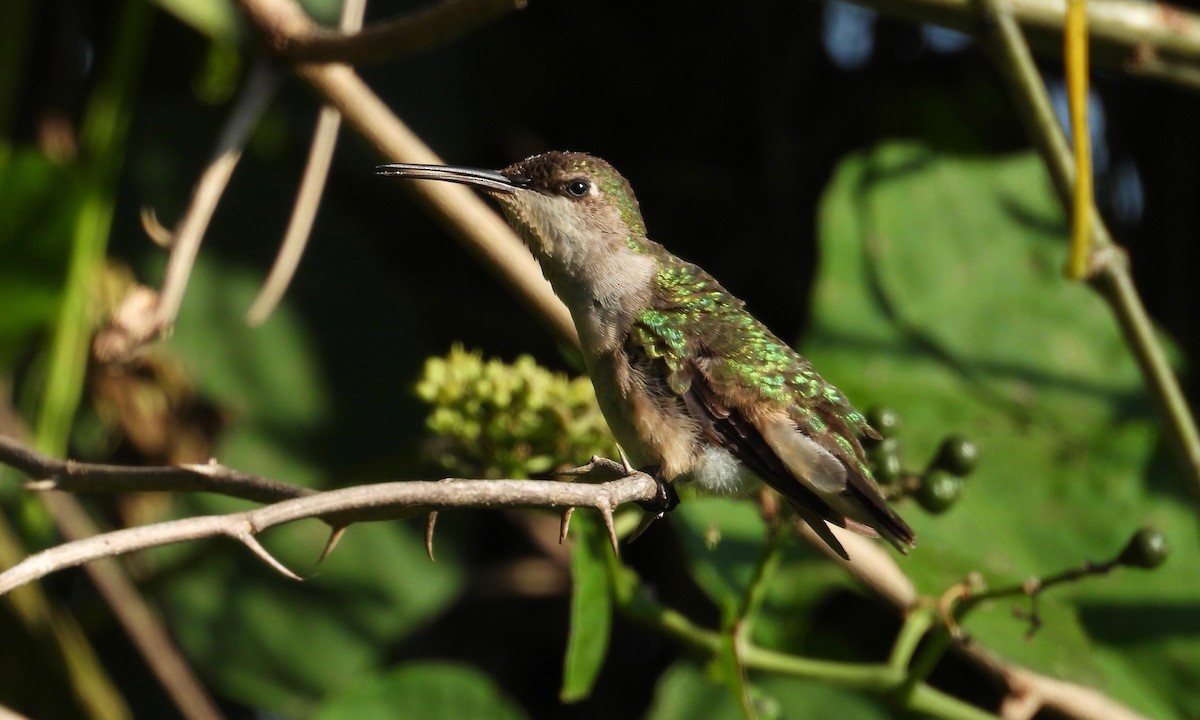 Ruby-throated Hummingbird - grete pasch