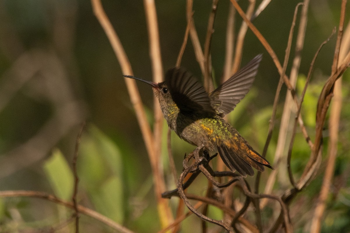Gilded Hummingbird - Pablo Re
