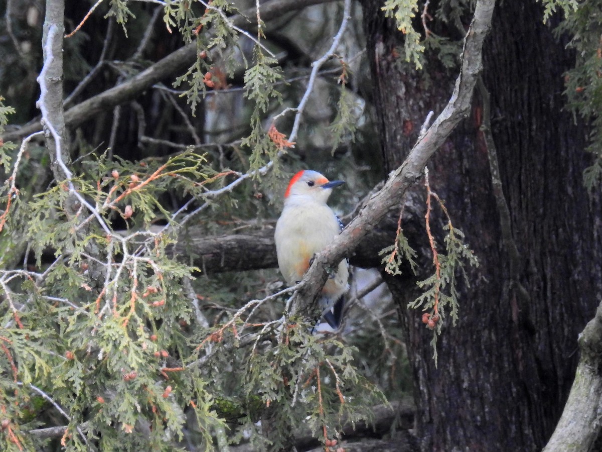 Red-bellied Woodpecker - ML203008541
