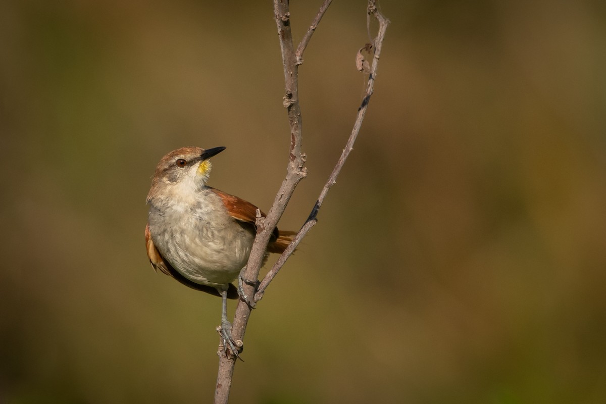 Yellow-chinned Spinetail - Pablo Re