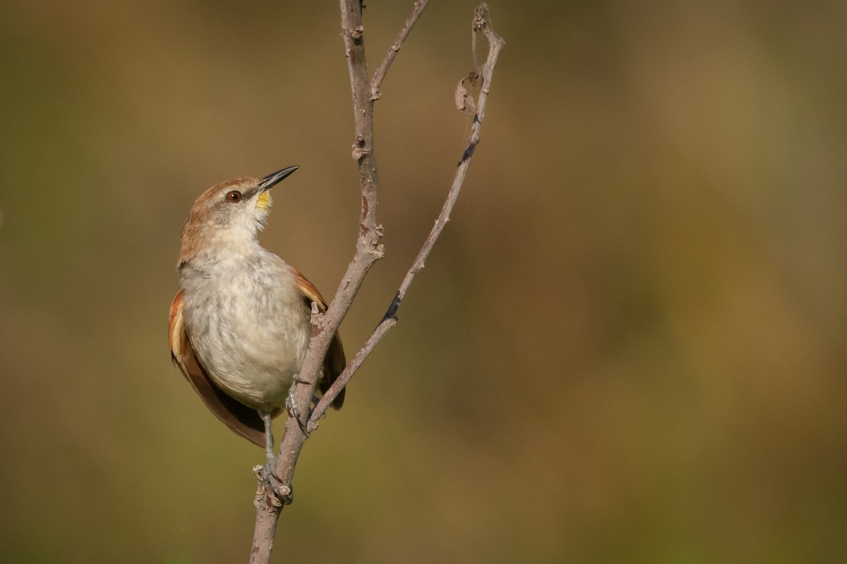 Yellow-chinned Spinetail - ML203010461
