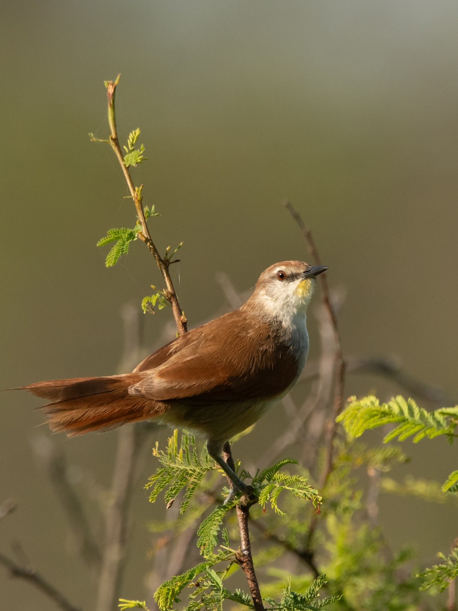 Yellow-chinned Spinetail - ML203010481