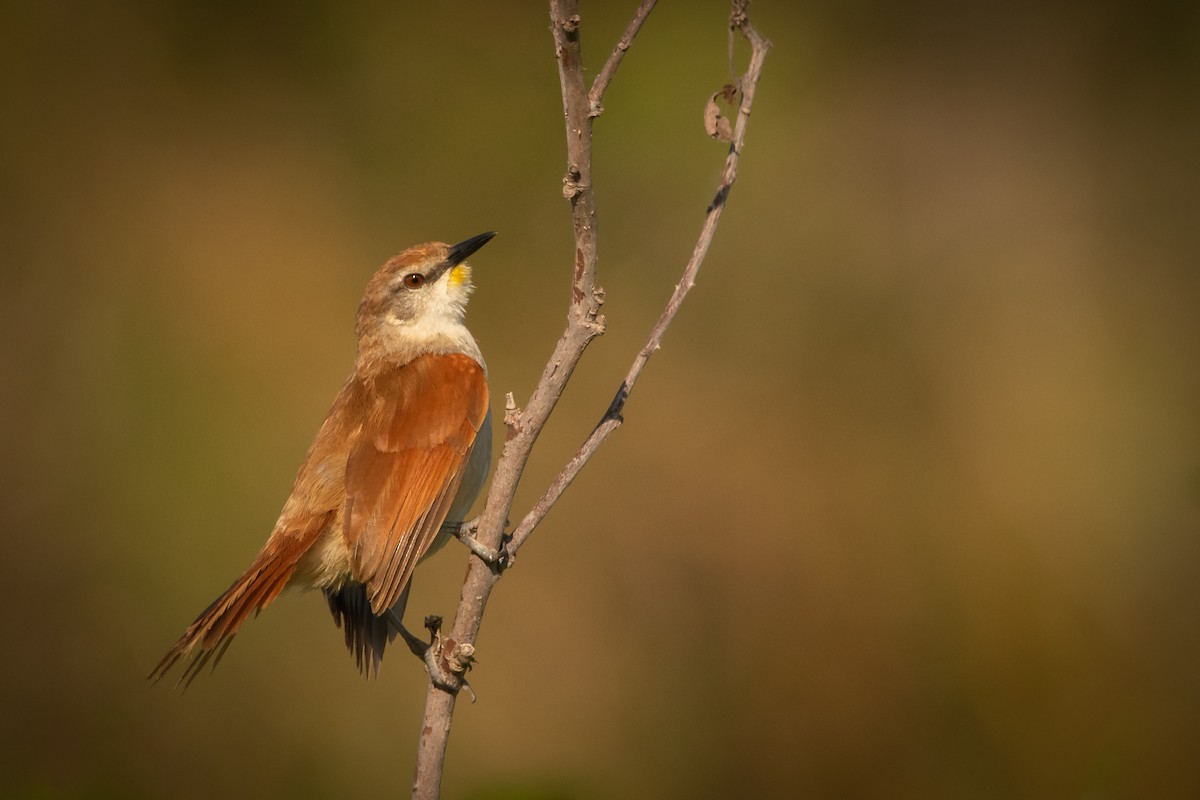 Yellow-chinned Spinetail - Pablo Re