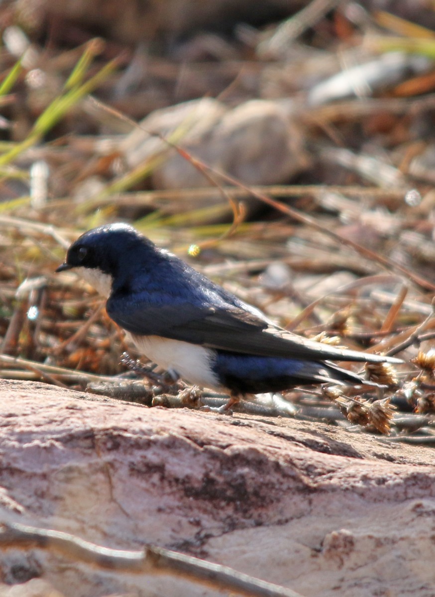 Blue-and-white Swallow - William Parkin