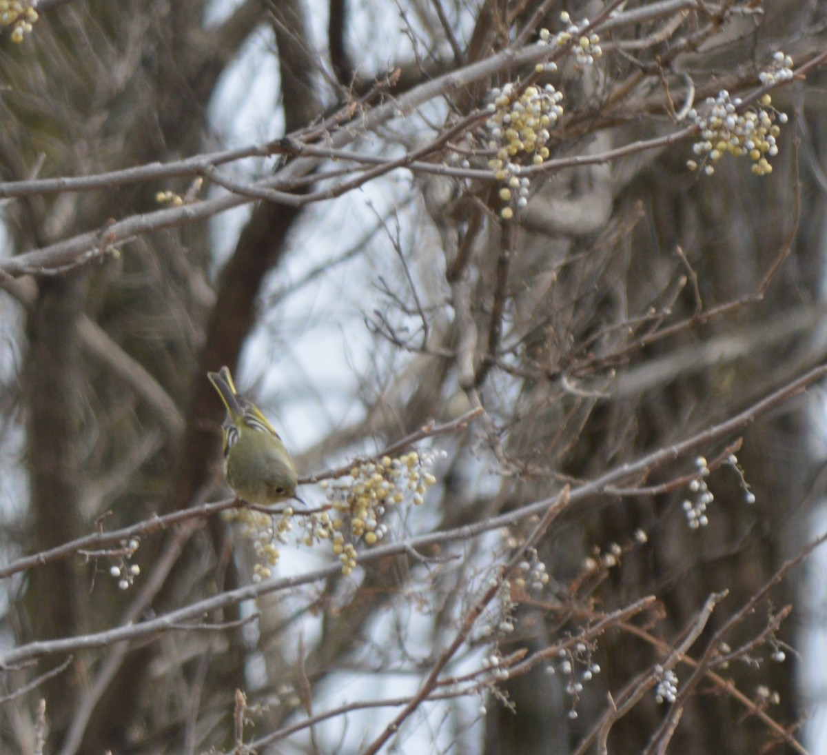 Ruby-crowned Kinglet - Adriana Losey