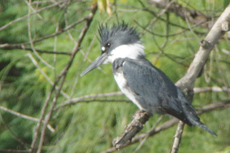 Belted Kingfisher - Pat Goltz