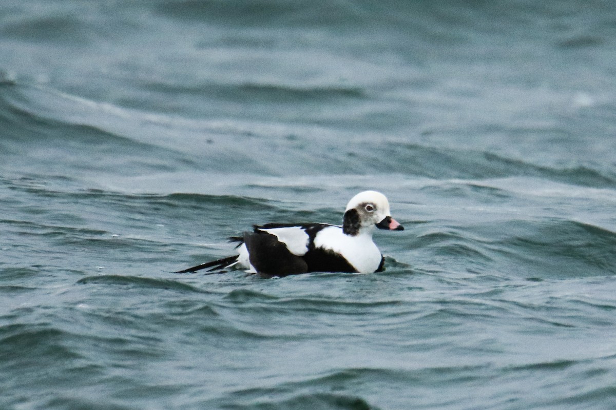 Long-tailed Duck - ML203018611