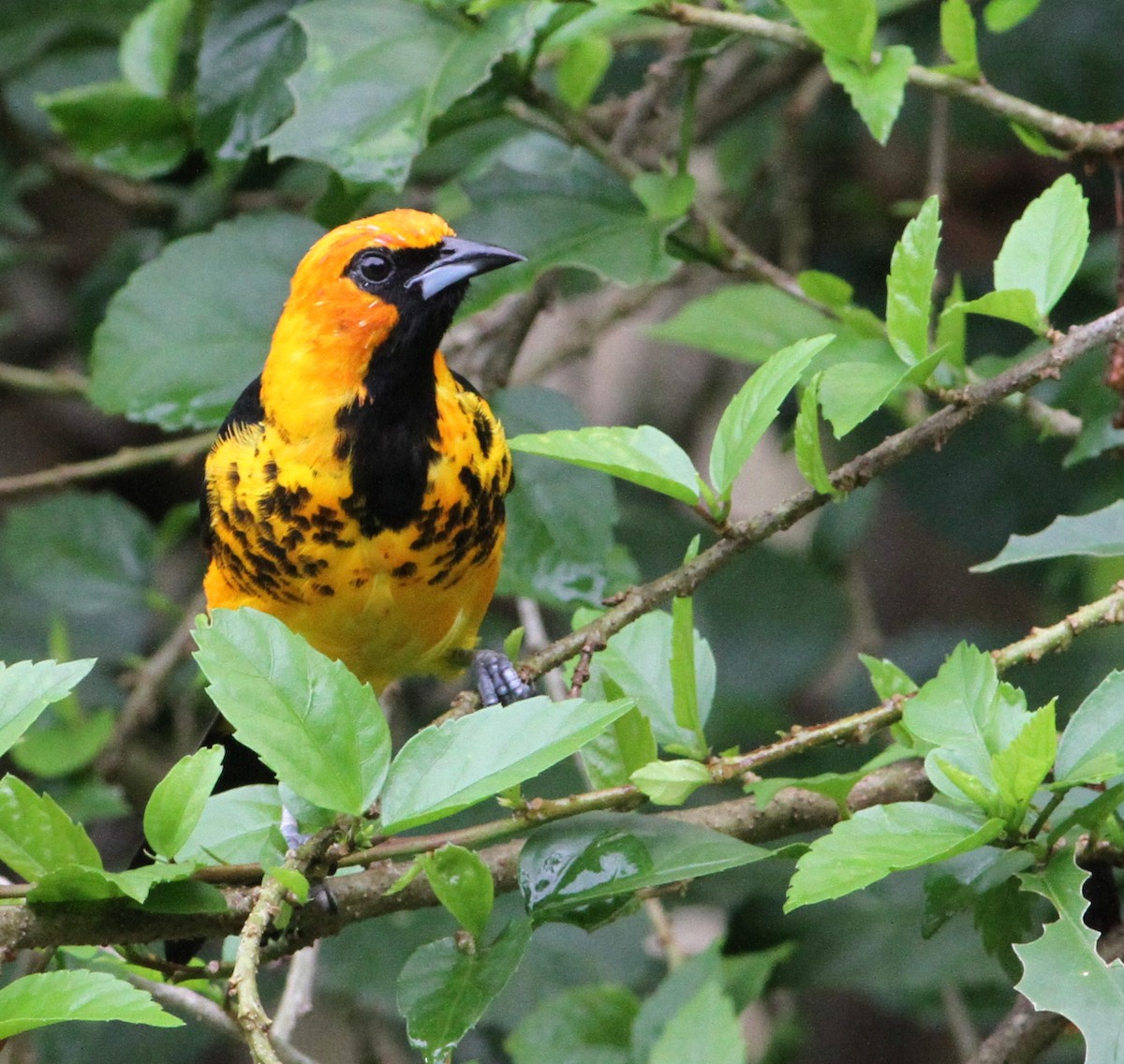 Spot-breasted Oriole - Georges Duriaux