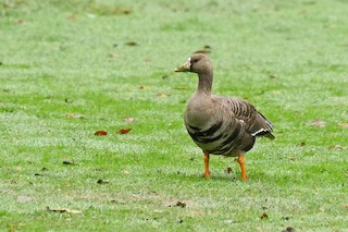 Greater White-fronted Goose, ML20302421