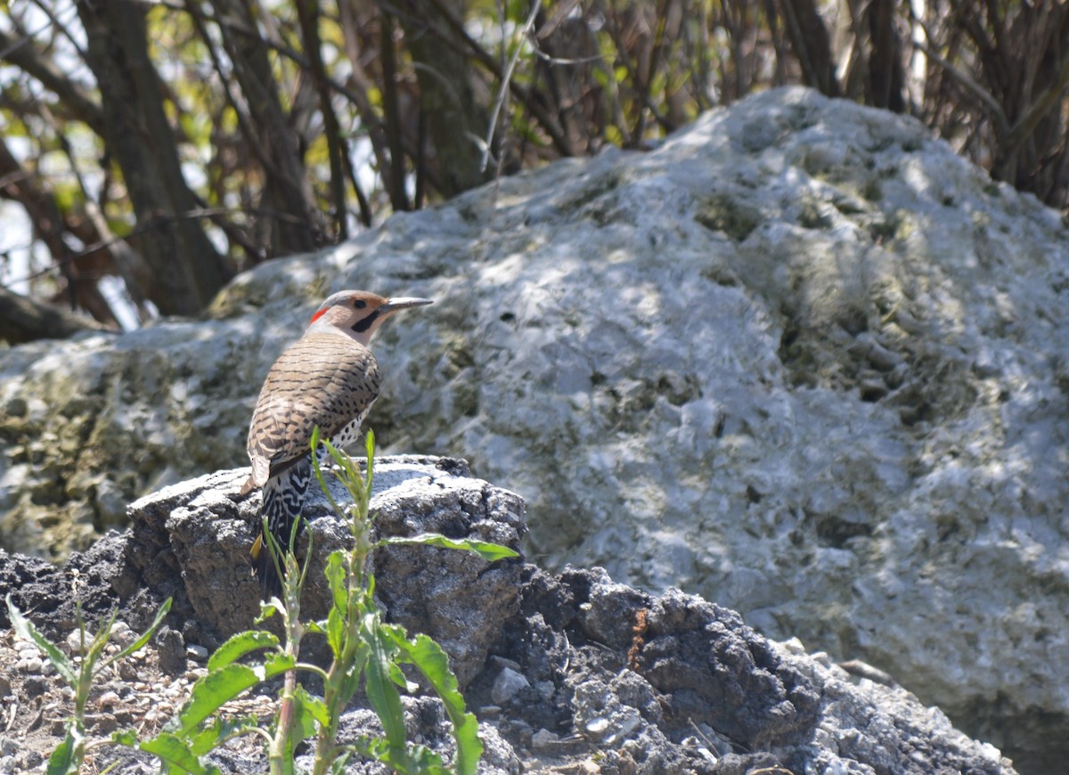 Northern Flicker (Yellow-shafted) - Adriana Losey