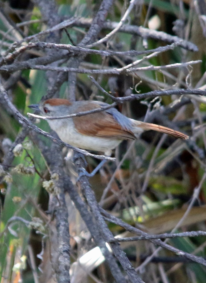 Pale-breasted Spinetail - William Parkin