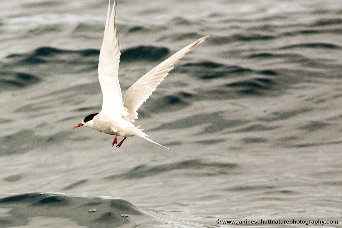 Arctic Tern - ML203029361