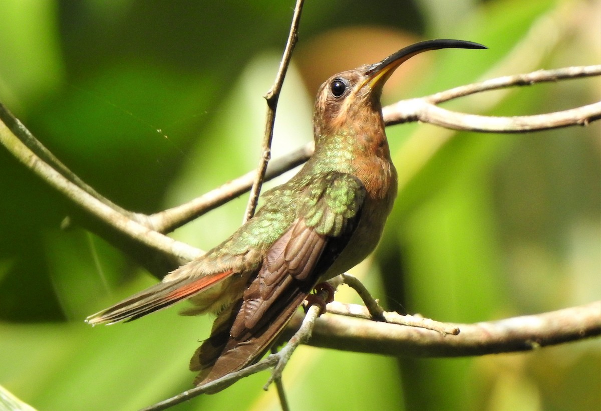 Rufous-breasted Hermit - ML203029711