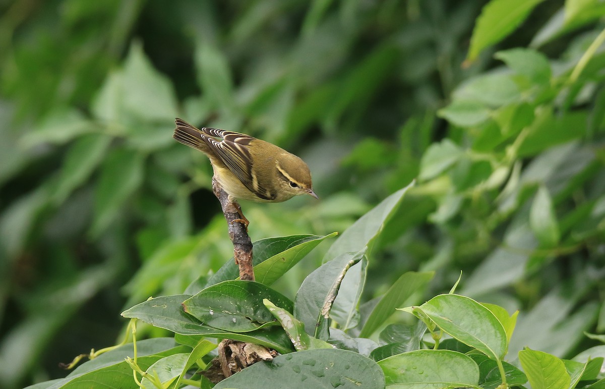 Yellow-browed Warbler - ML20303561