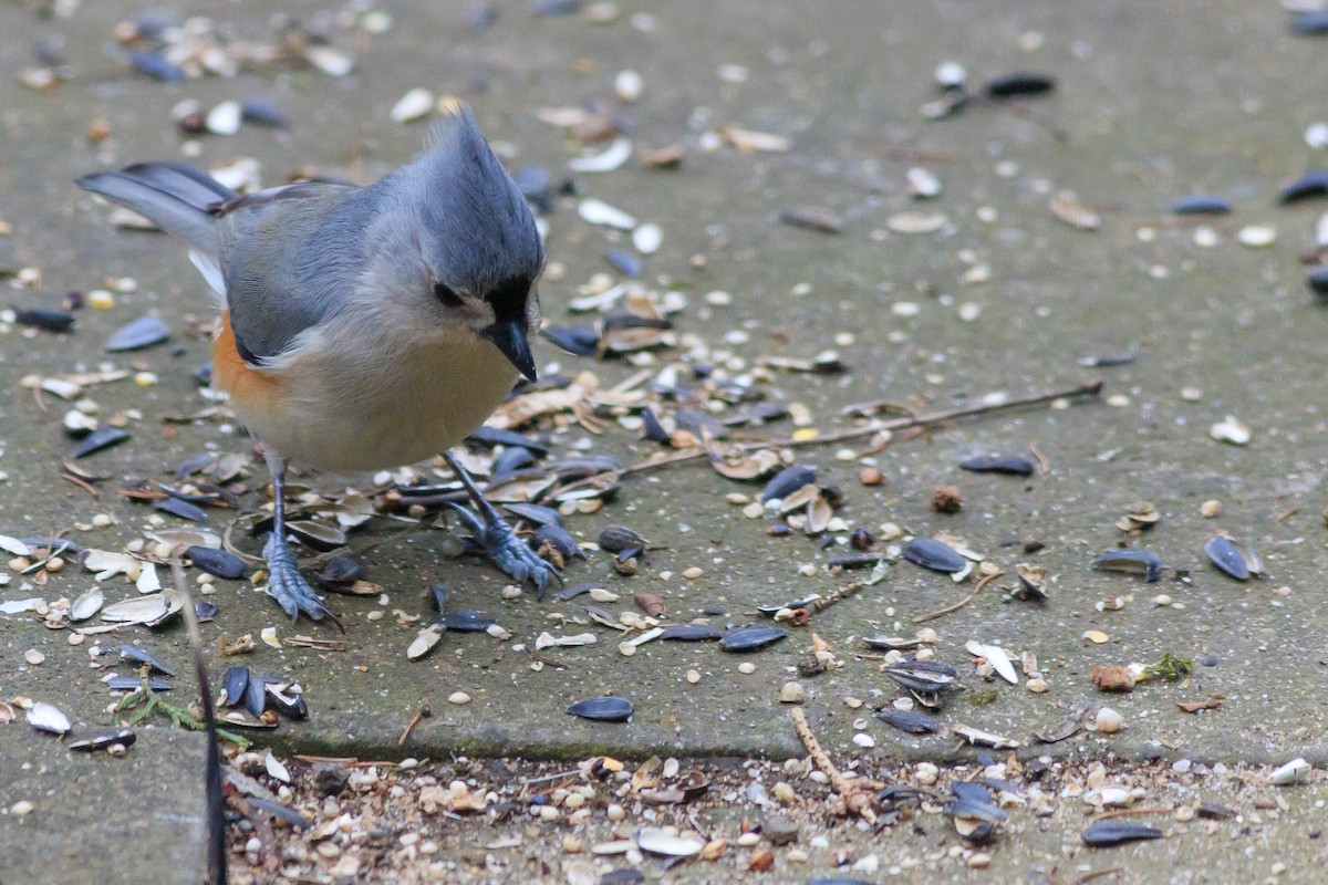 Tufted Titmouse - Timothy Graves