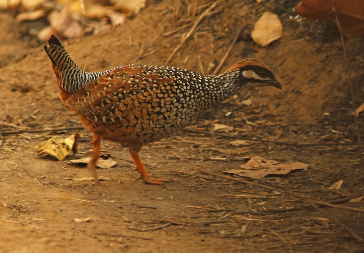Chinese Francolin - Bob Curry
