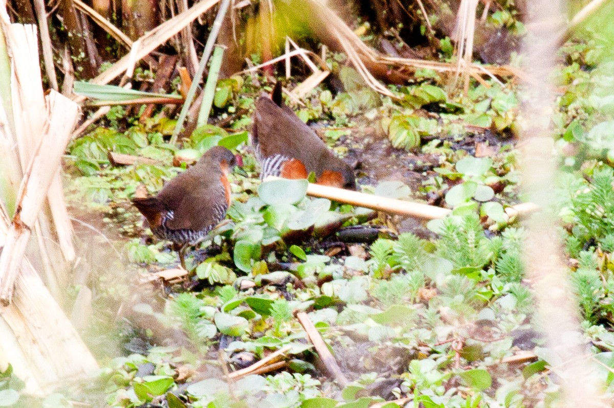 Rufous-sided Crake - Sue Wright