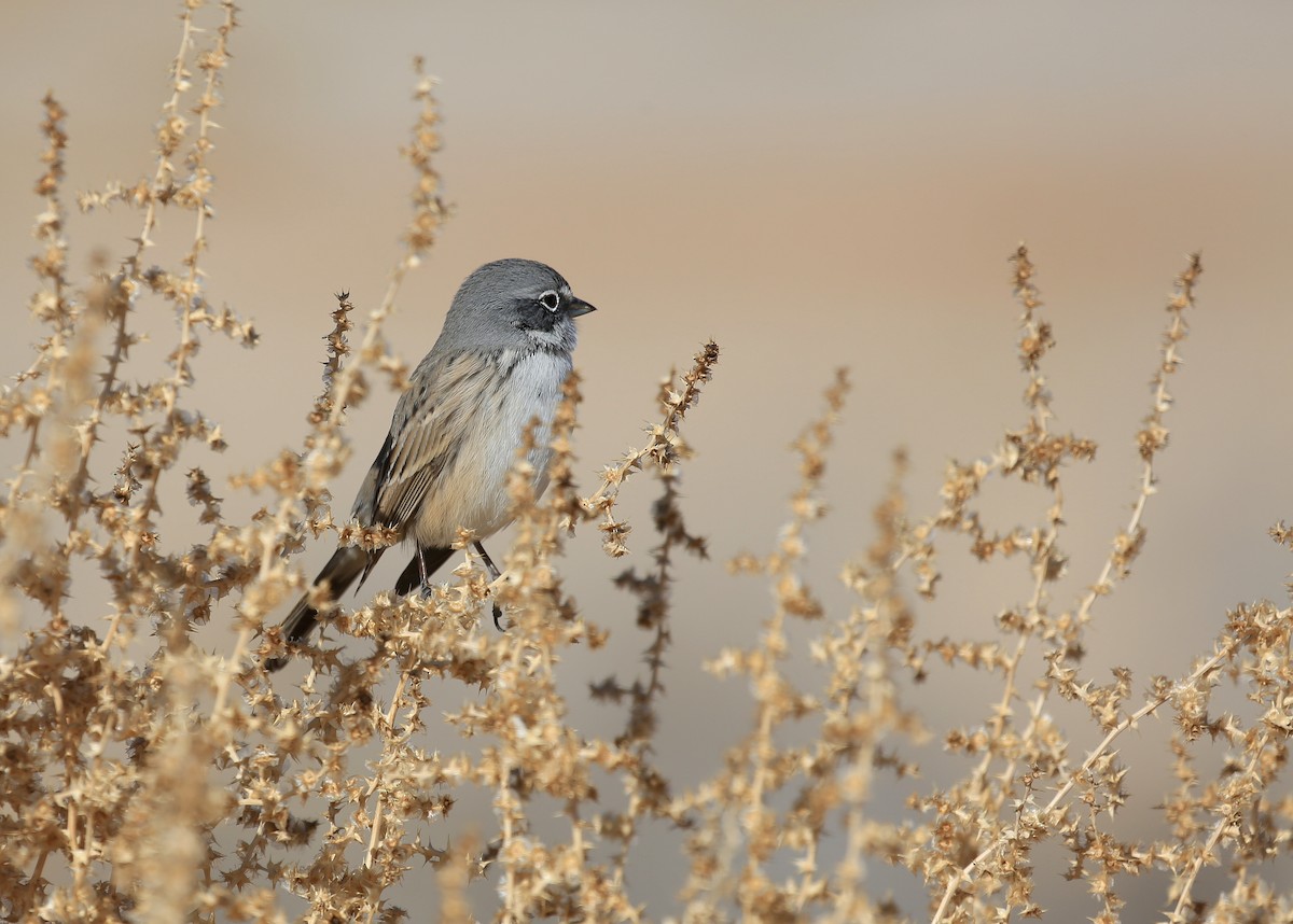Sagebrush Sparrow - Tim Lenz
