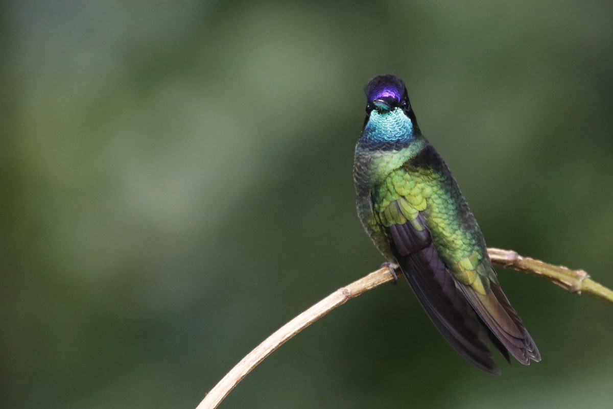 Talamanca Hummingbird - Ken Chamberlain