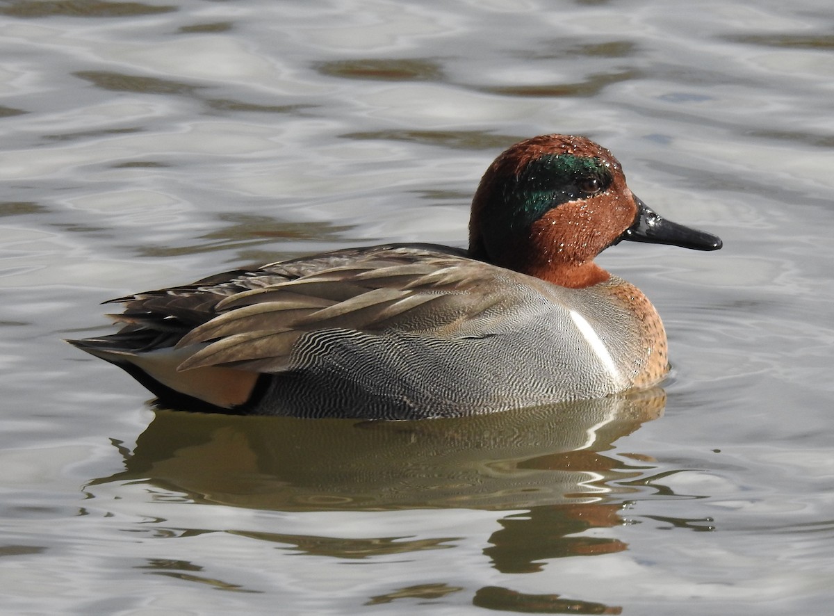 Green-winged Teal - ML203046971