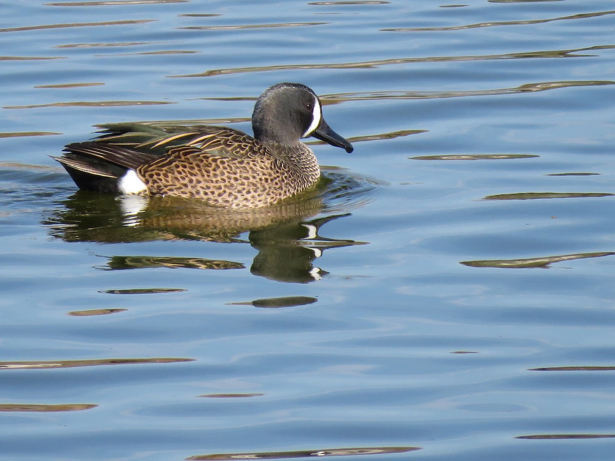 Blue-winged Teal - ML203047511