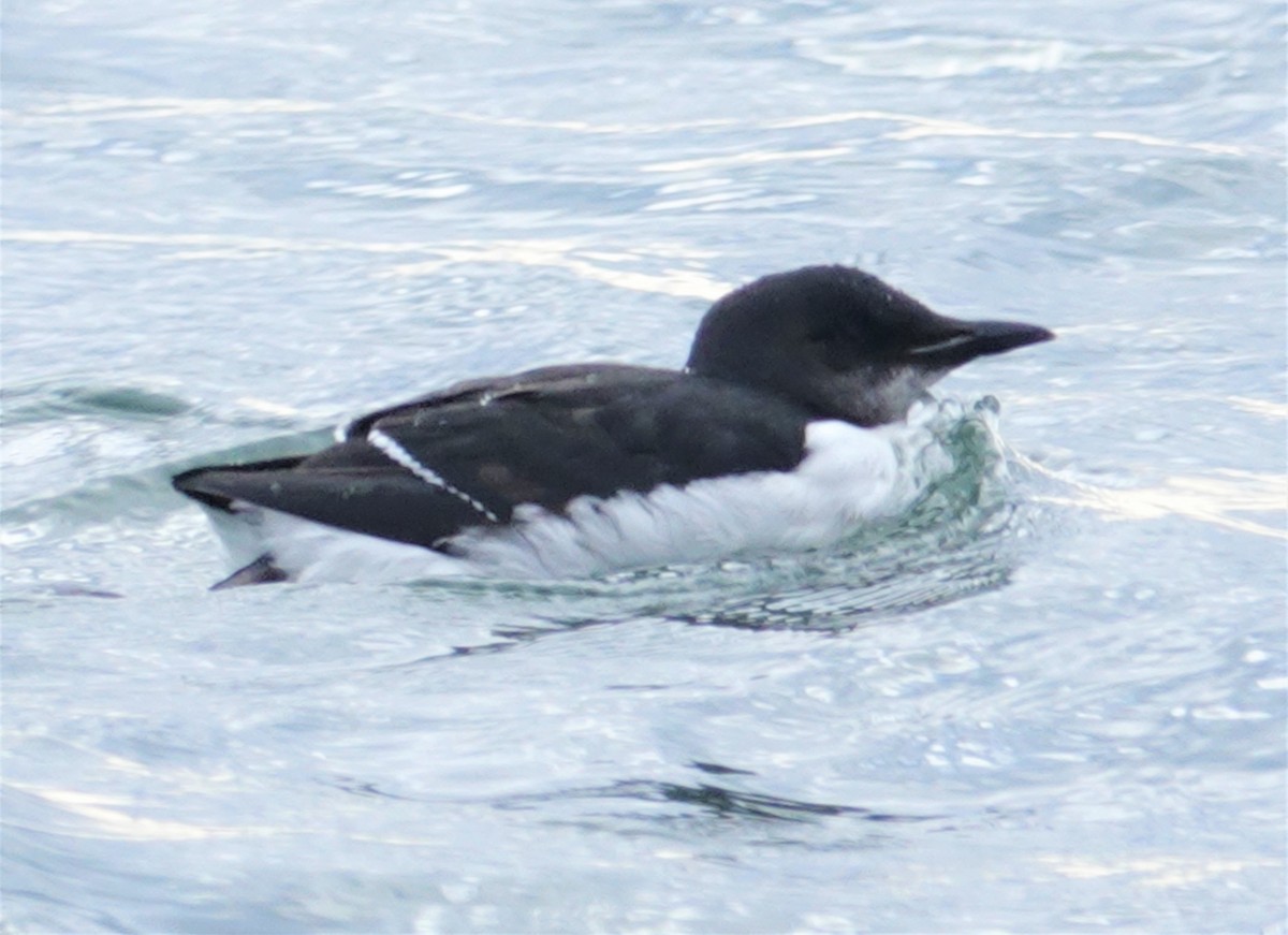 Thick-billed Murre - Cynthia Ehlinger