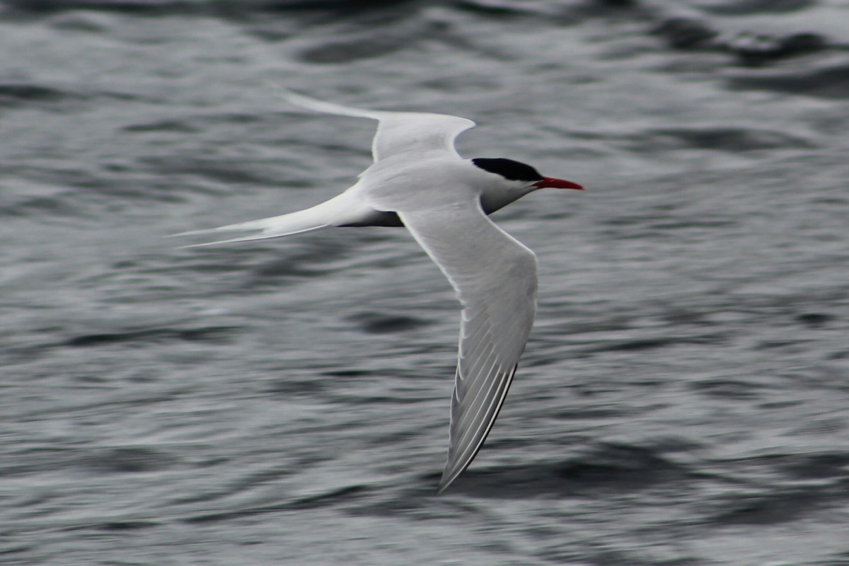 South American Tern - ML203051151
