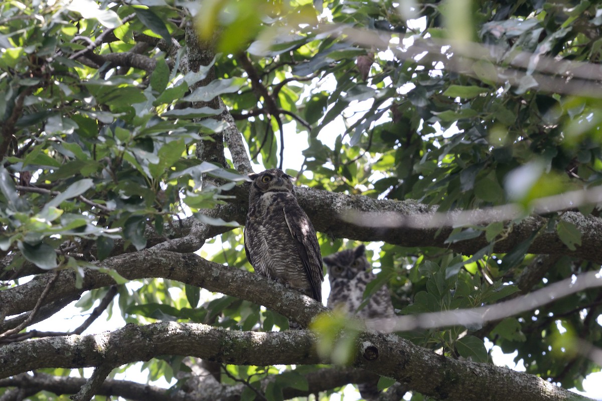 Great Horned Owl - ML20305401